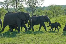Afrikanischer Elefant (101 von 131).jpg